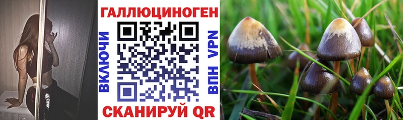 как найти наркотики  Суоярви  Галлюциногенные грибы Psilocybe 
